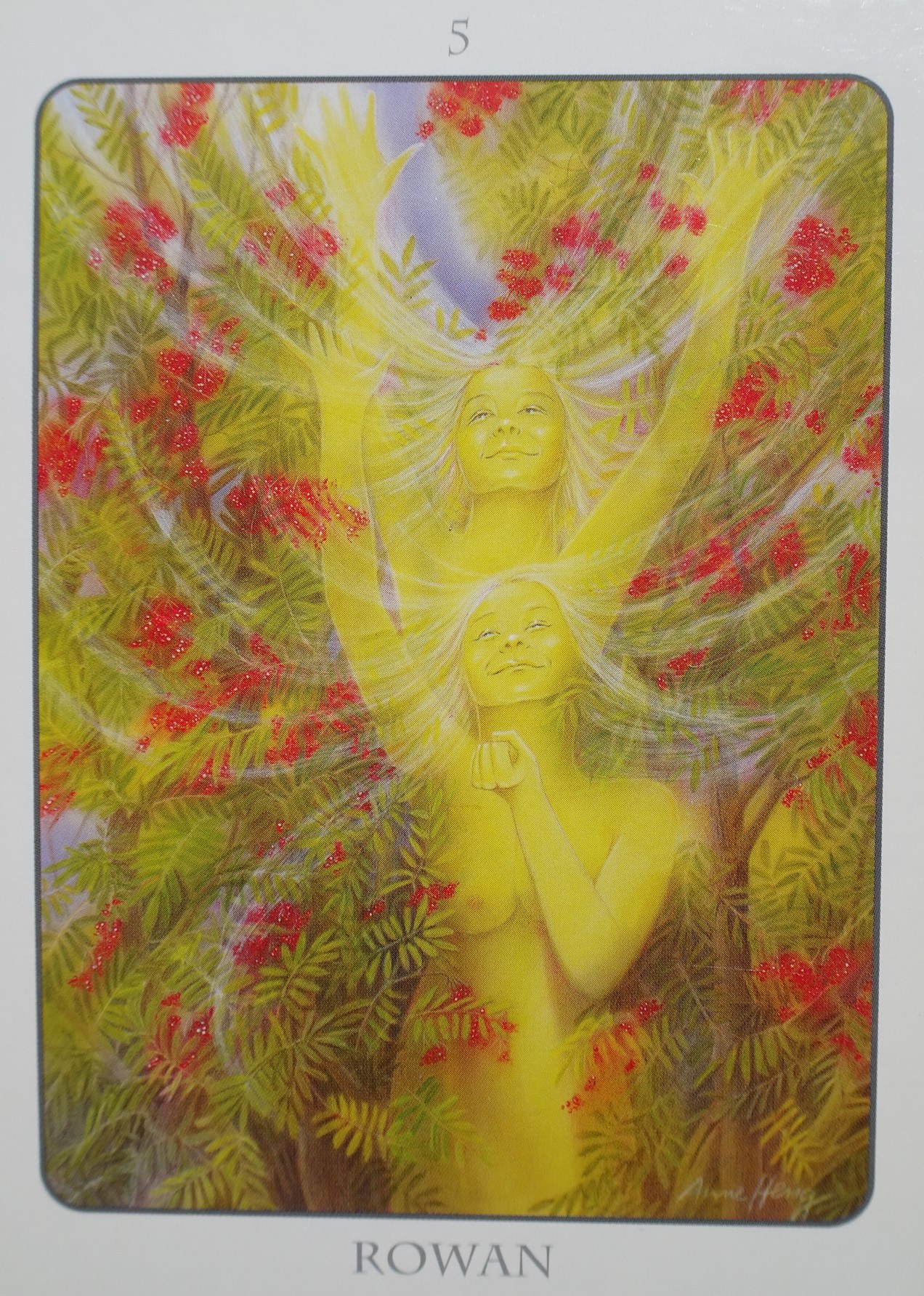 Tree Angel Oracle by Fred Hageneder