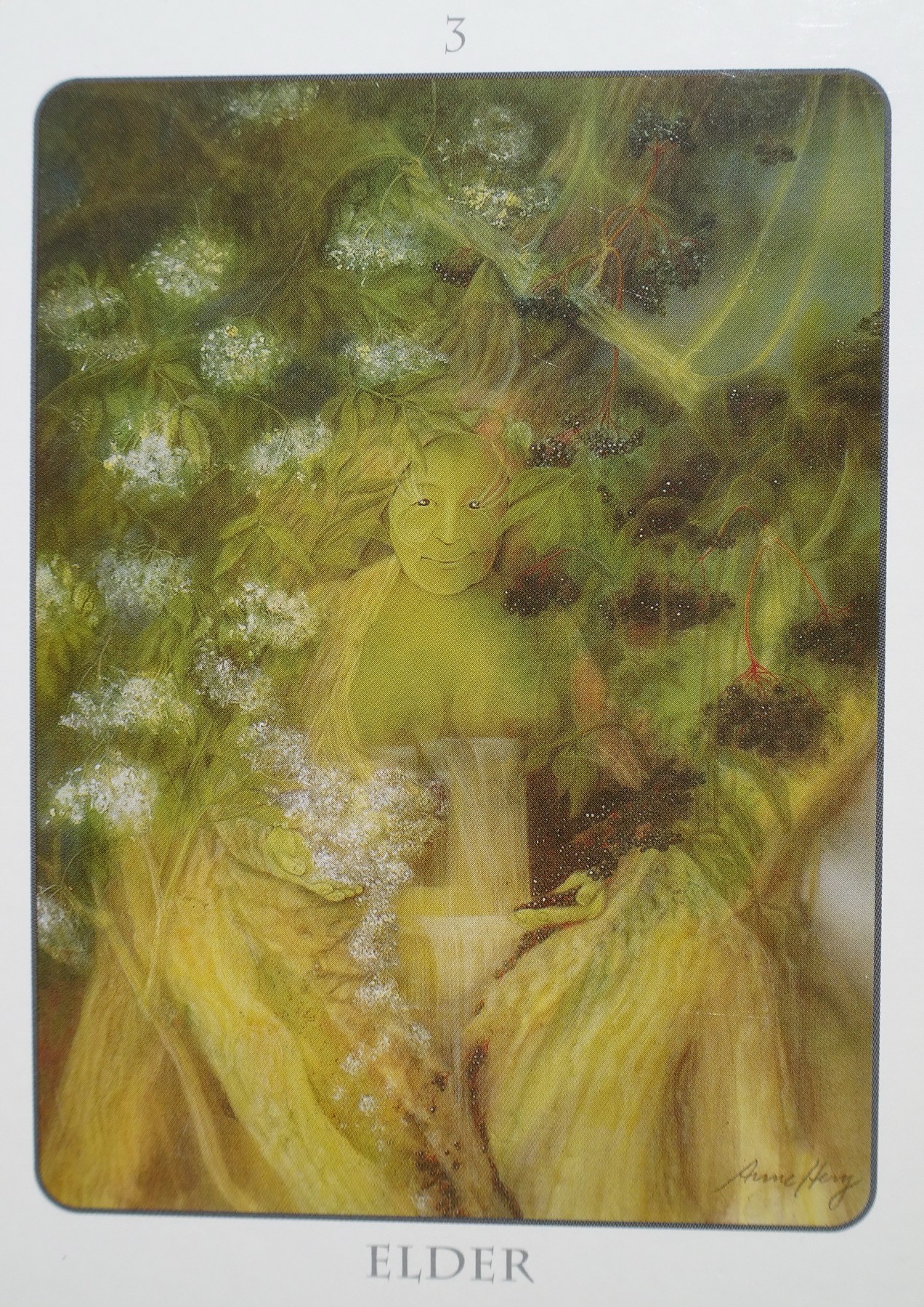 Tree Angel Oracle by Fred Hageneder