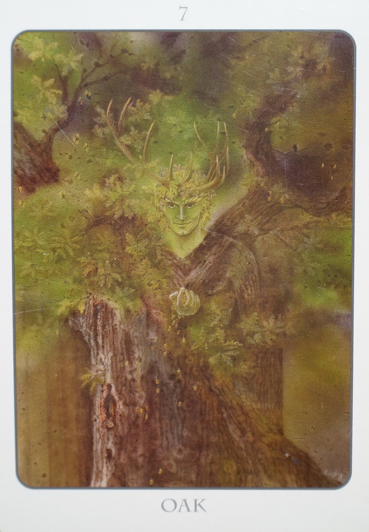 Tree Angel Oracle by Fred Hageneder