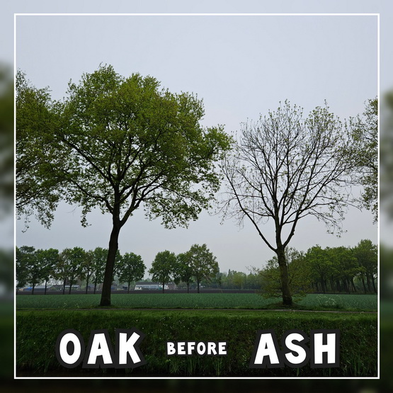 oak before ash