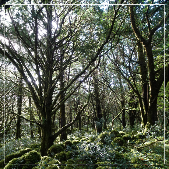 regenwoud van taxus