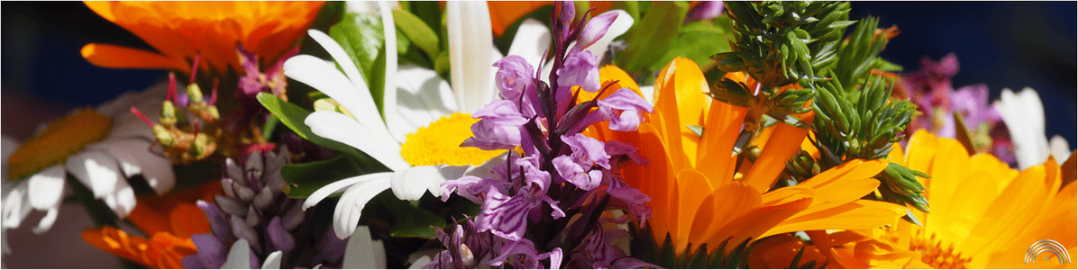 welkom bij Carin Wennink welkom bij Carin Wennink